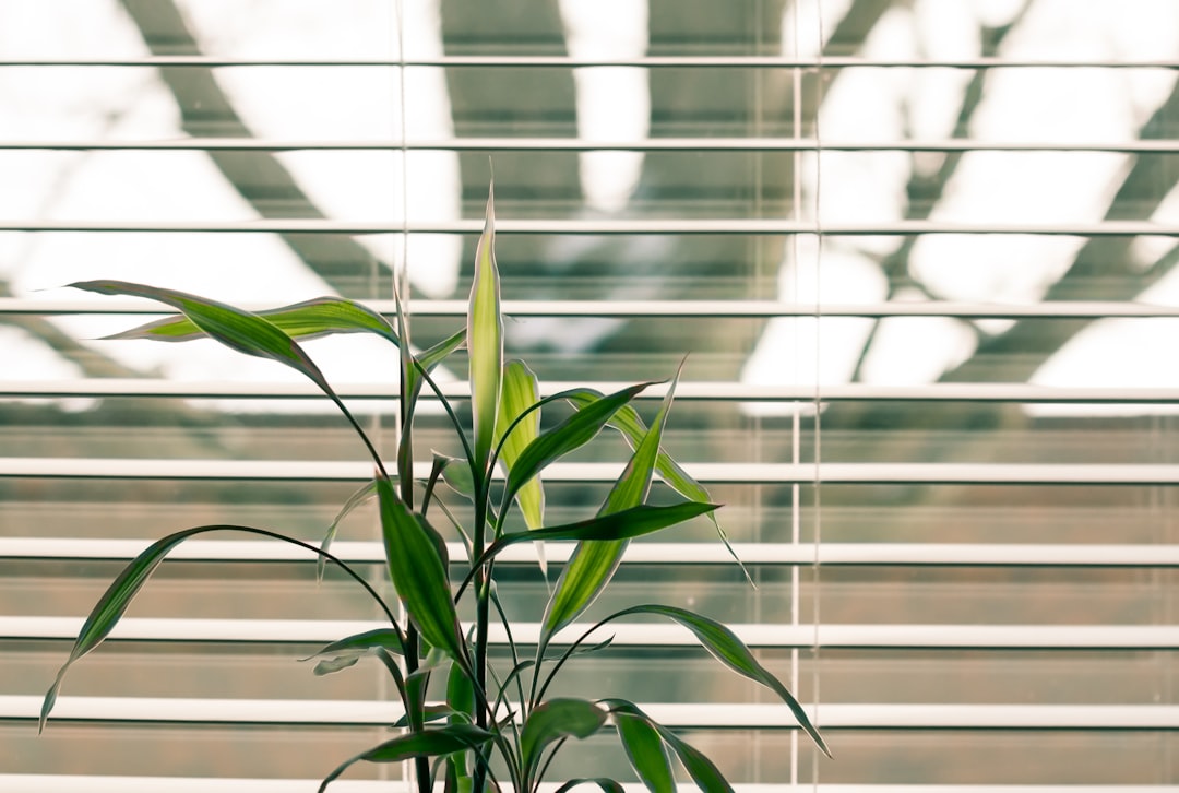 Photo blinds